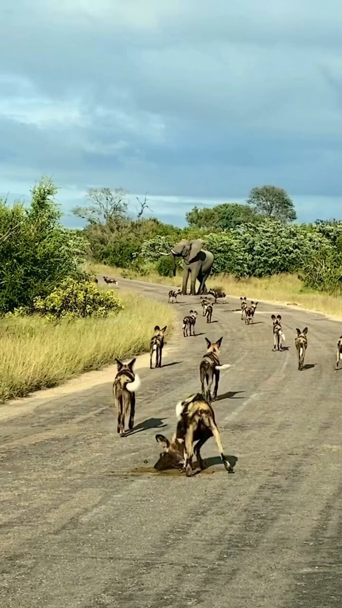 African Wild Dog herd behavior
