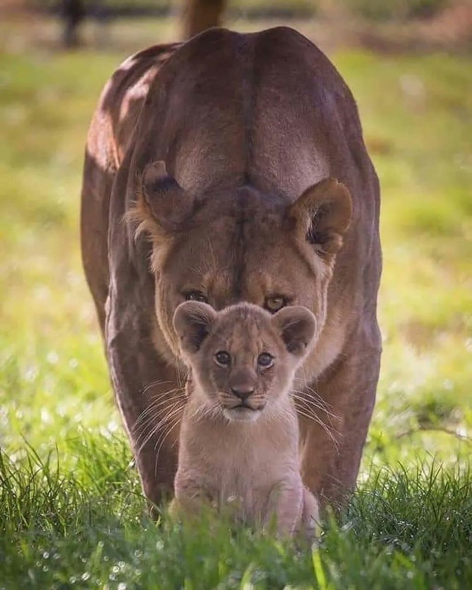 Lion cub and lioness in the grass