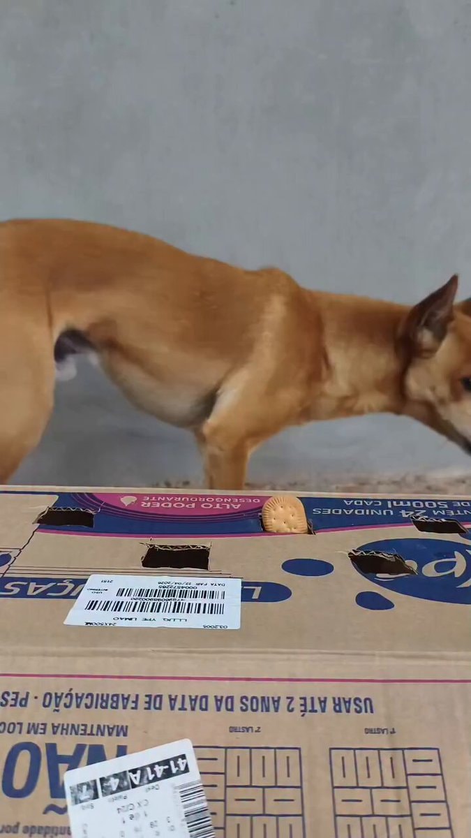 dog patience level change