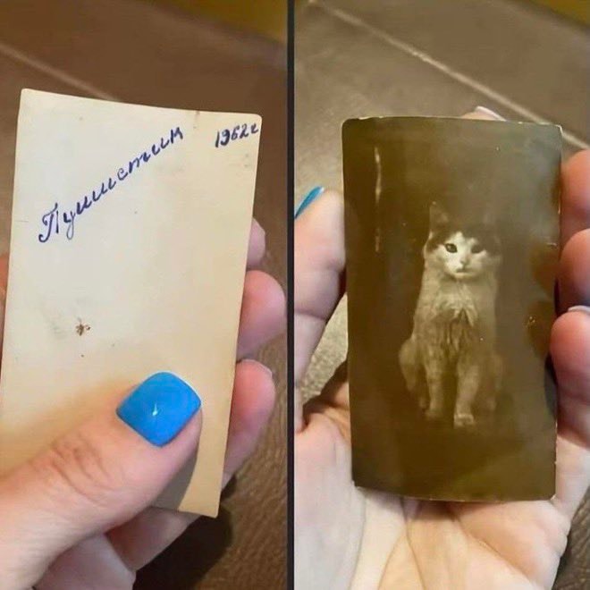 Russian cat Esponjoso 1962 Russian cat Esponjoso 1962