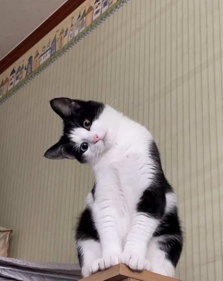 Curious black and white cat (photo 2 of 2)