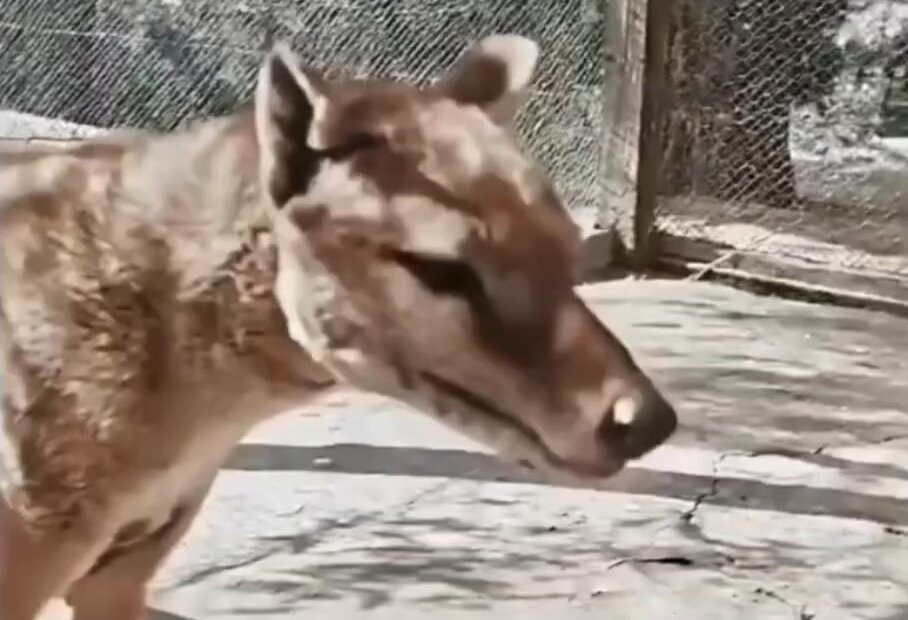 Last known thylacine footage