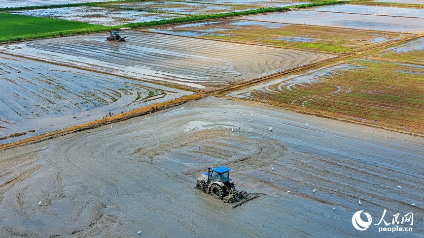 Jiangxi rice field plowing (photo 2 of 4)
