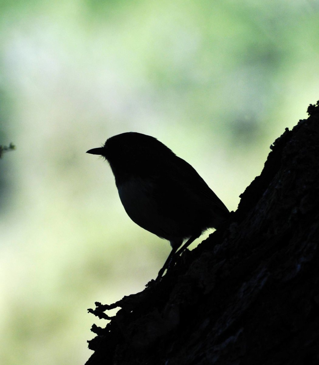 Black Robin population recovery New Zealand