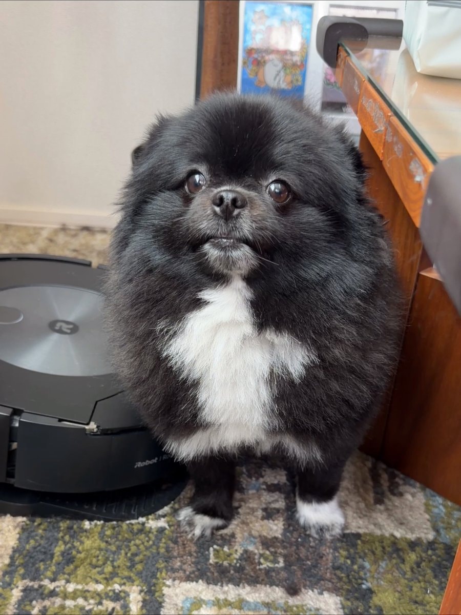 Fluffy dog head tilt calculation