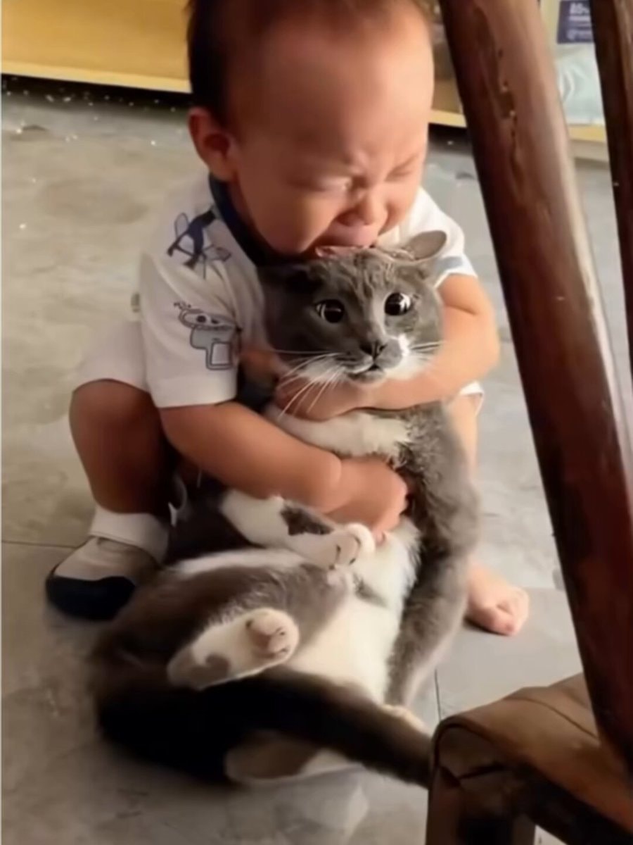 cats vs crying babies