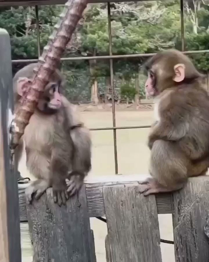 monkeys cuddling warm