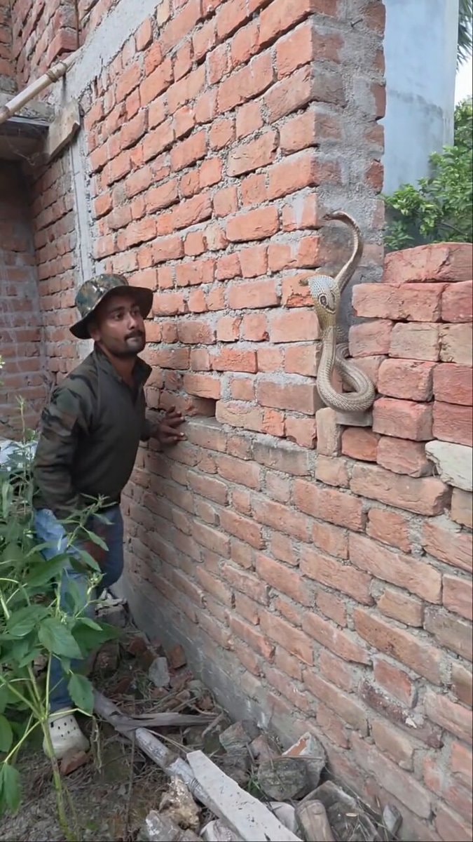 Snake catcher handles two cobras in India Snake catcher handles two cobras in India
