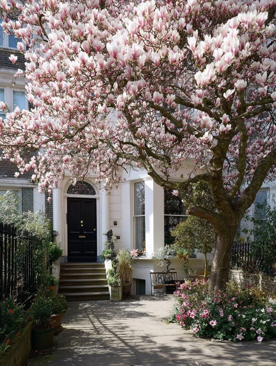 London Magnolia bloom (photo 2 of 4)
