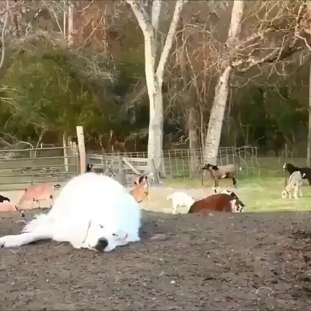 Goats bounce on sleeping Great Pyrenees