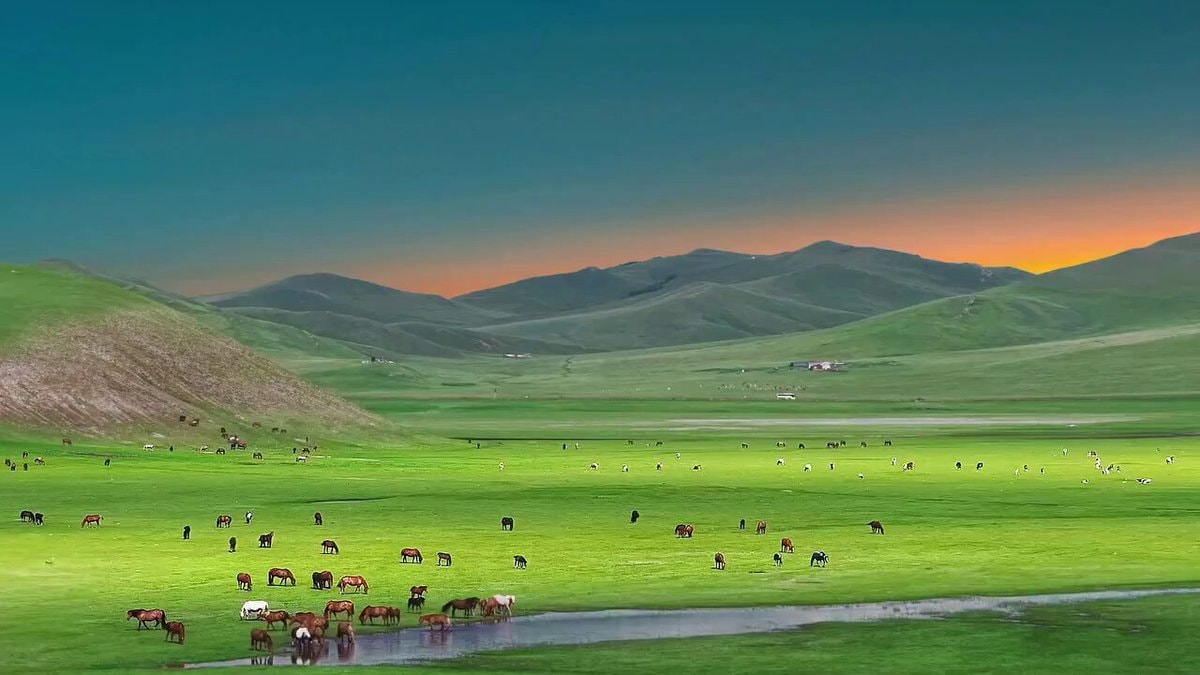 rare horse and cattle grazing