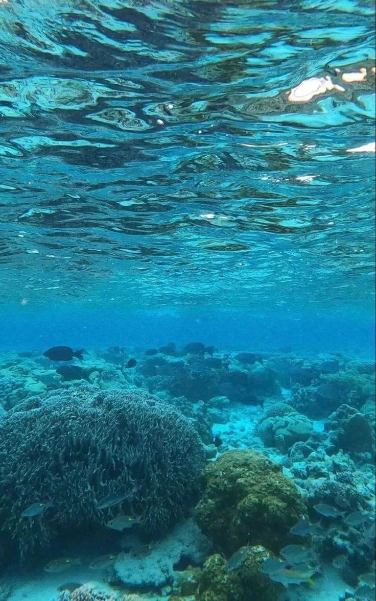 Coral reef crystal waters (photo 4 of 4)