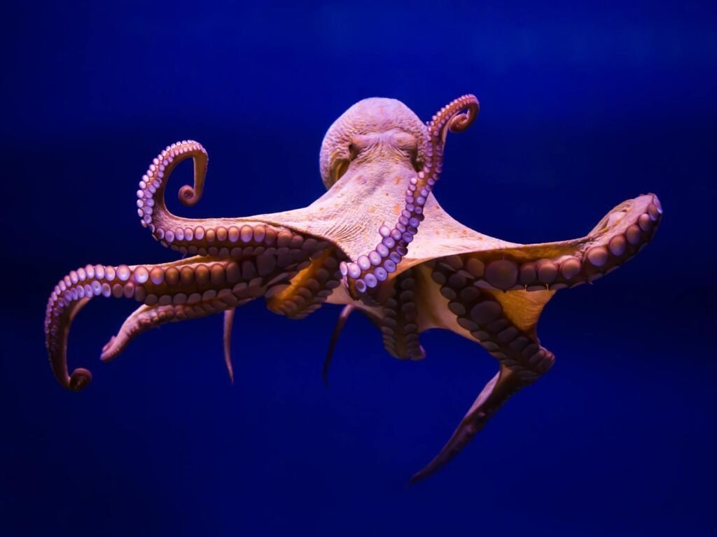 Octopus DNA editing