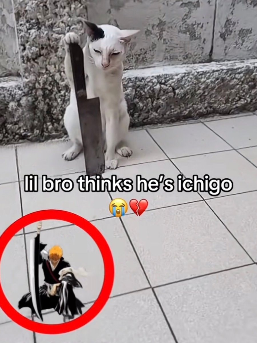 Cat thinks he's Ichigo Kurosaki