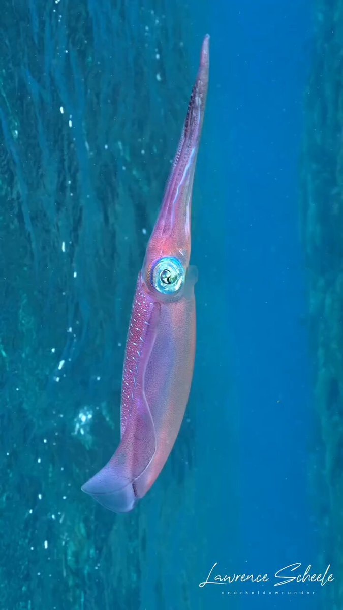 Bigfin Reef Squid encounter