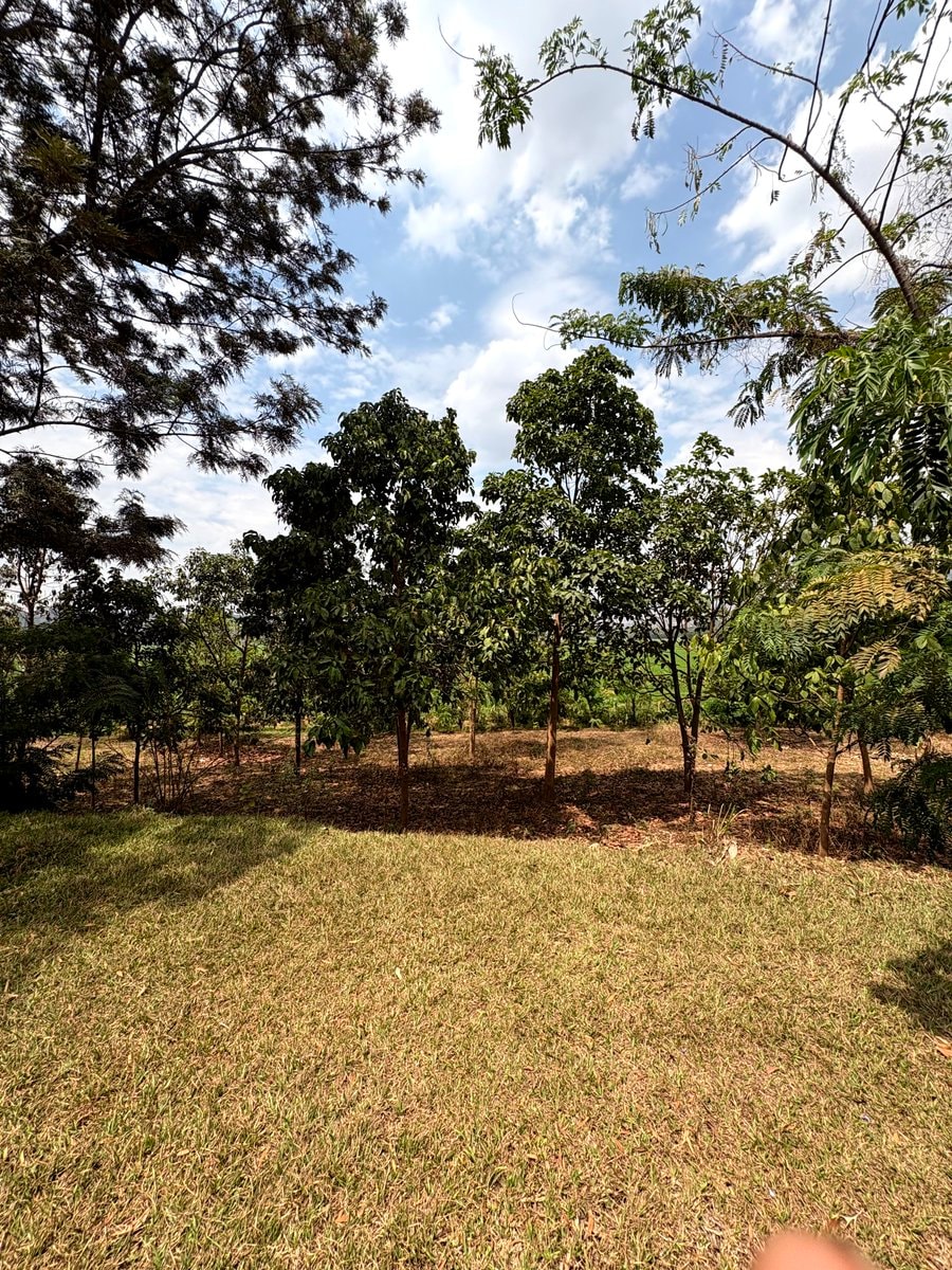 Avocado farm