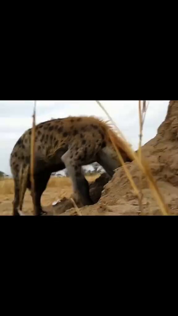 Hyena protecting her young