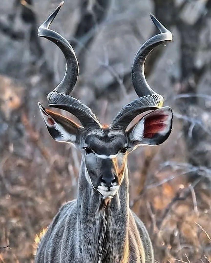 Greater kudu in the wild
