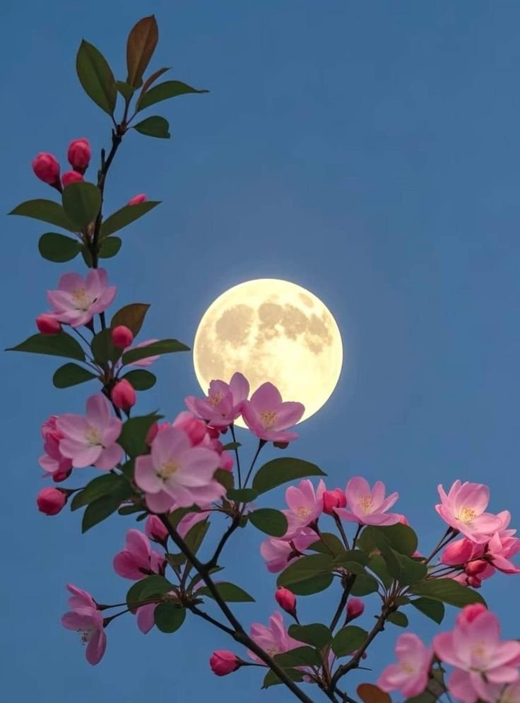 moon lover vibes