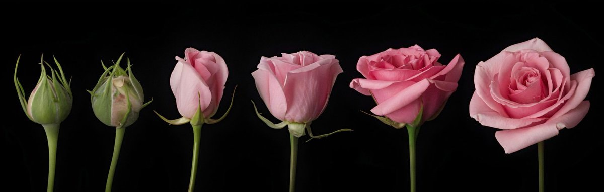 Pink roses from bud to bloom