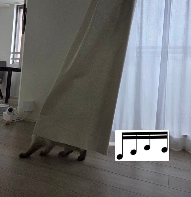 Cat peeking from behind curtain