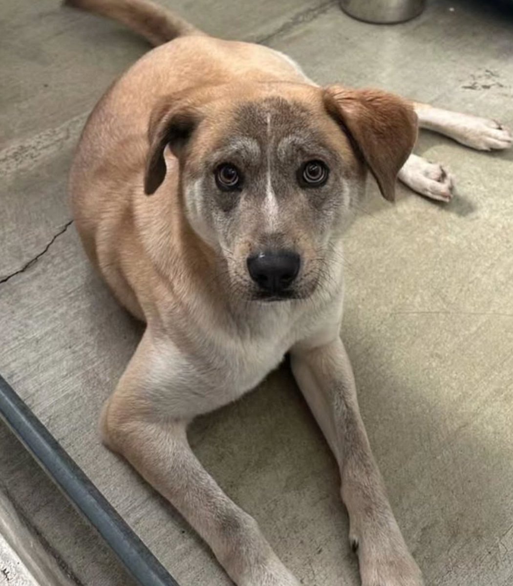 Dog before and after adoption