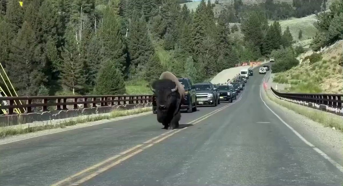 majestic giant bison on the road