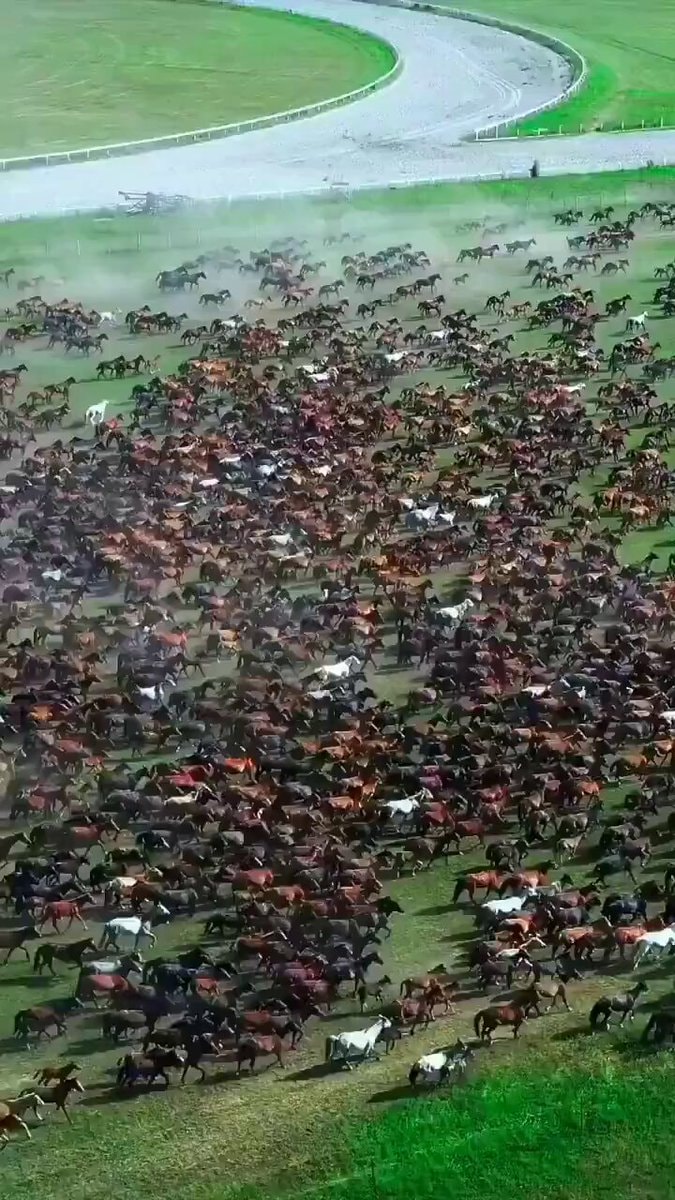 Mongolia horse to human ratio