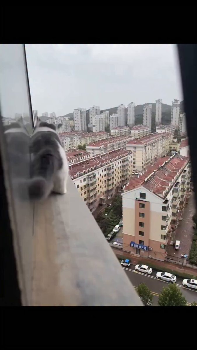 cat on ledge overlooking city