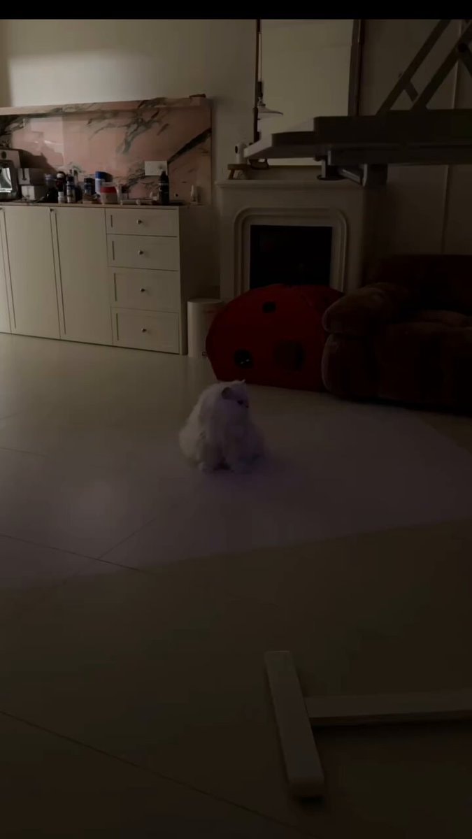 small white dog looking up