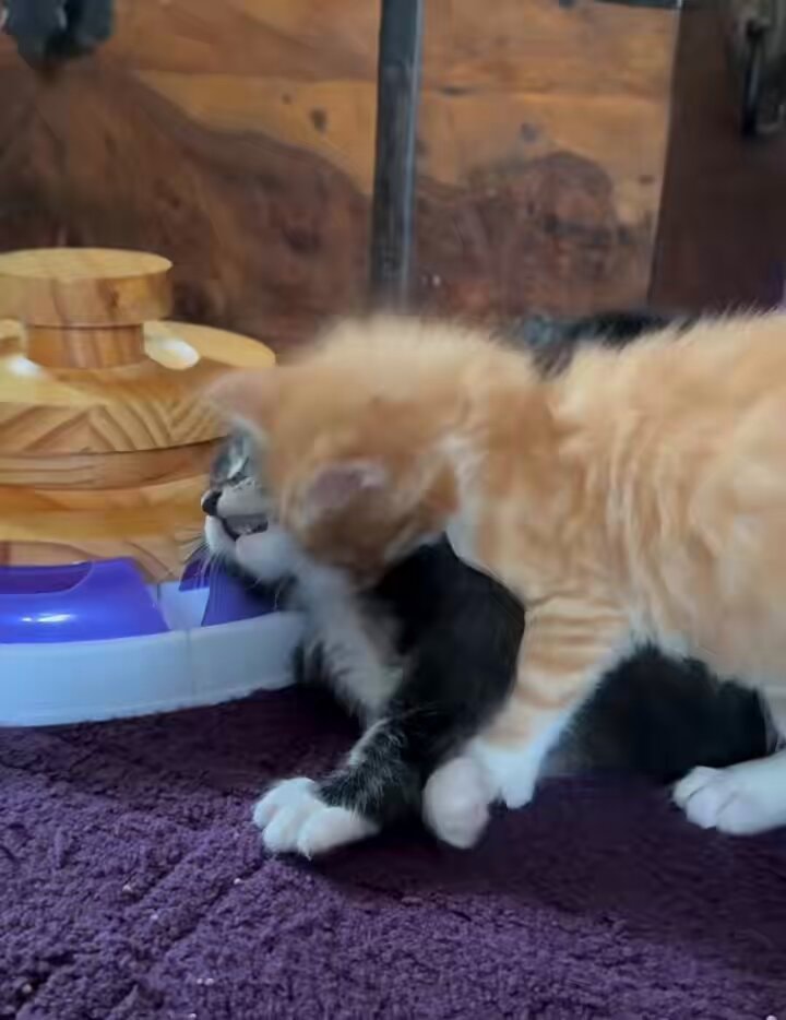 orange kitten wrestling