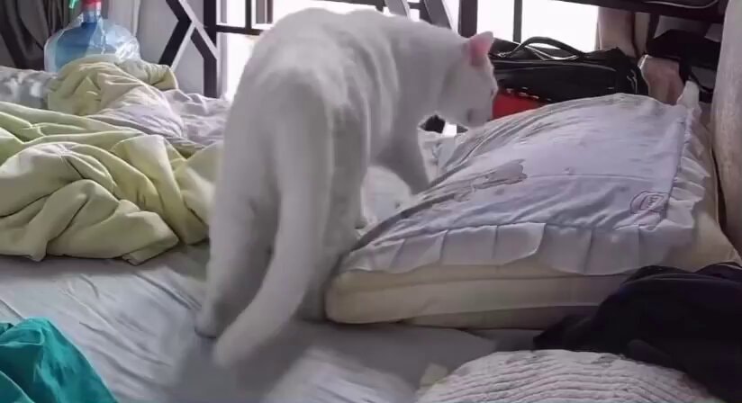 cat on bed
