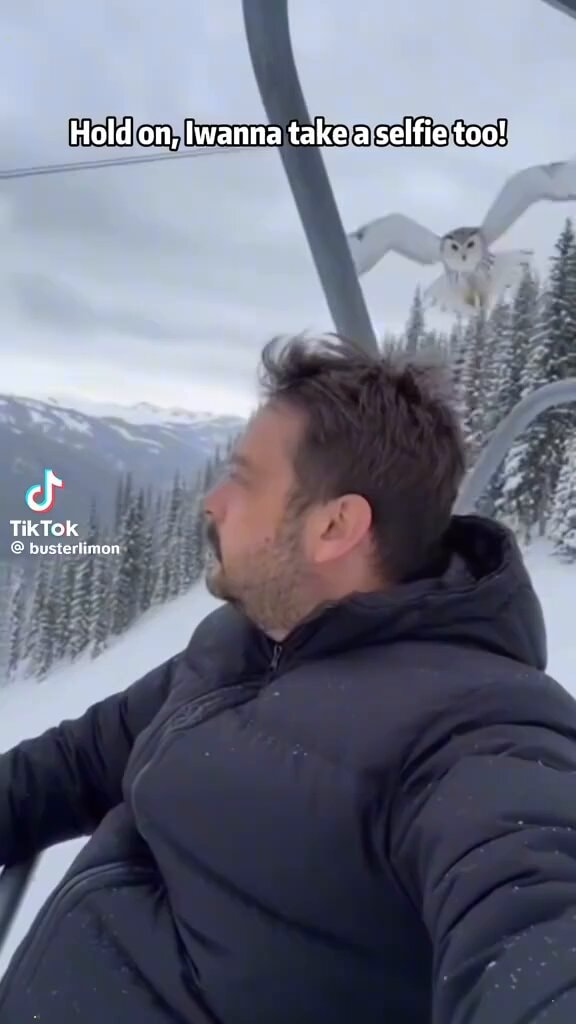 snowy owl selfie ski lift