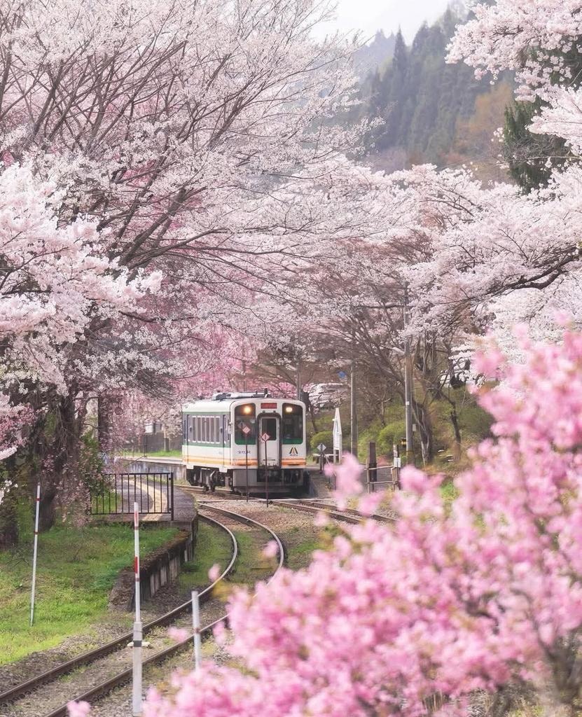 Japan hanami train 🇯🇵 (photo 2 of 4)
