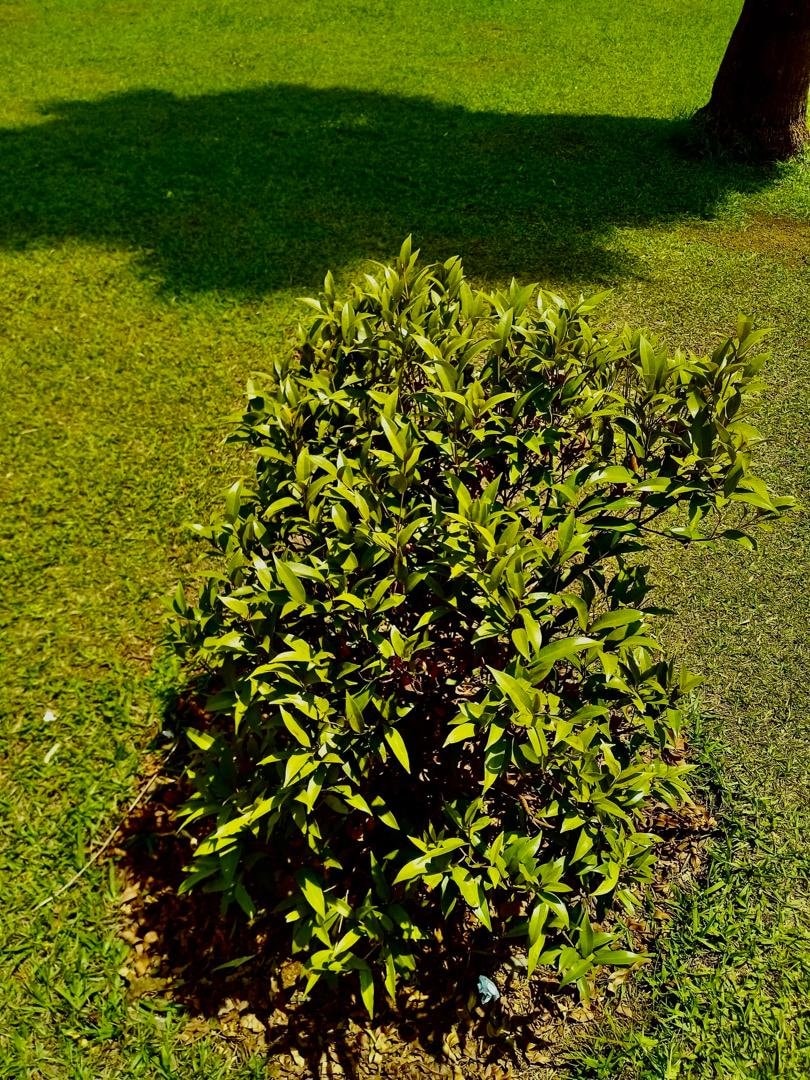 lush green bush identification (photo 2 of 2)