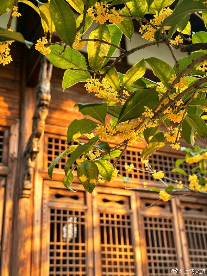 Osmanthus bloom in Shangrao Jiangxi (photo 2 of 4)