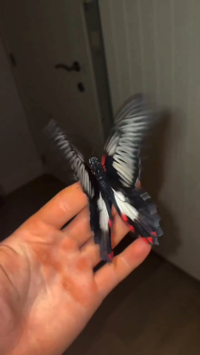 bird flying from hand edit
