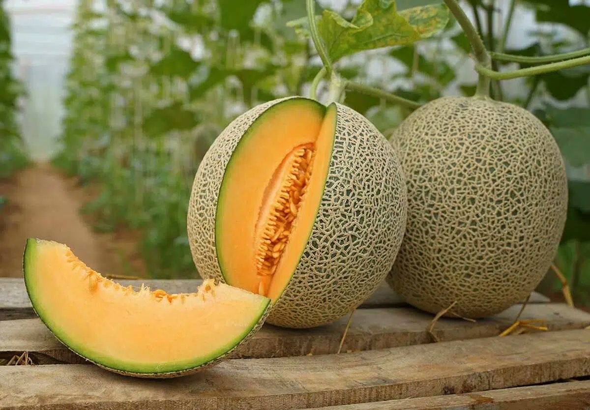 Melon Day cantaloupes