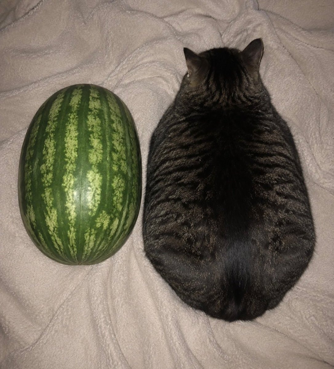 tiny tabby kitten and pickle (photo 3 of 3)