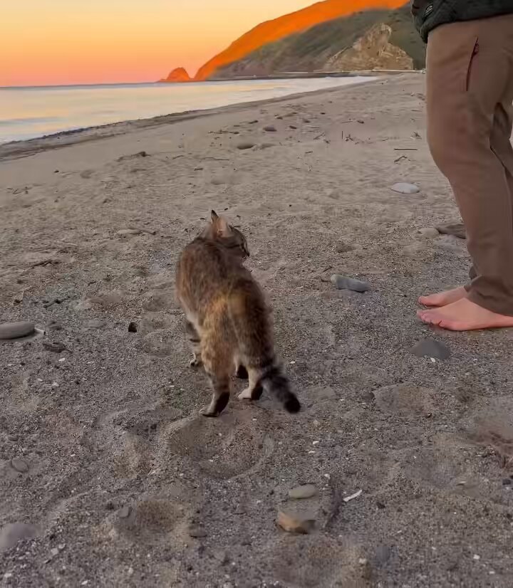 cat on the beach