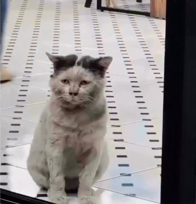 Adopting stray cats