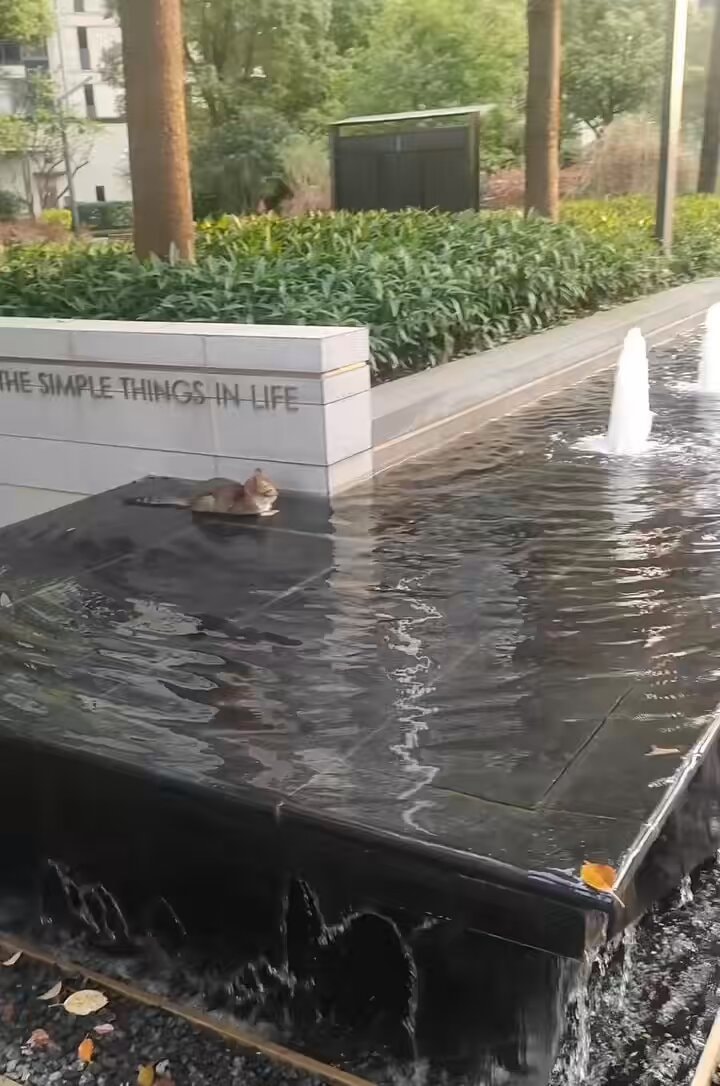 cat by fountain
