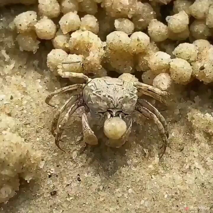 Tiny sand crab making sand balls