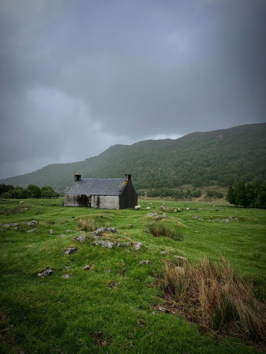 Scottish Highlands sheep (photo 4 of 4)