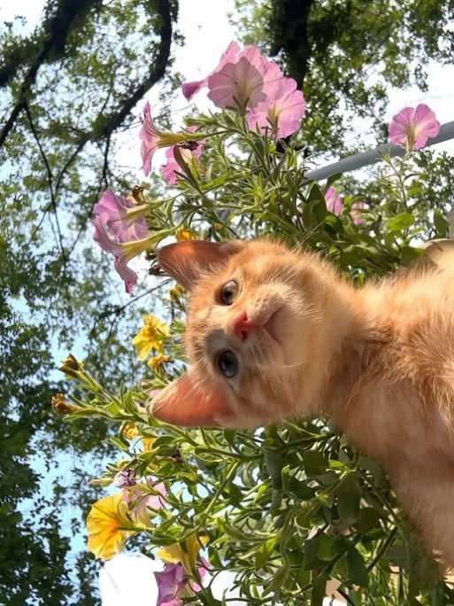 Ginger kitten peeking from garden foliage (photo 2 of 2)