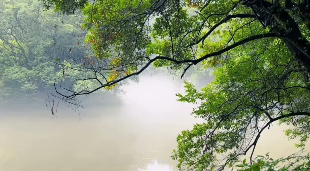 Jiangxi ancient trees (photo 4 of 4)