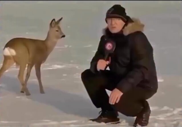 Estonian reporter deer interview 2017