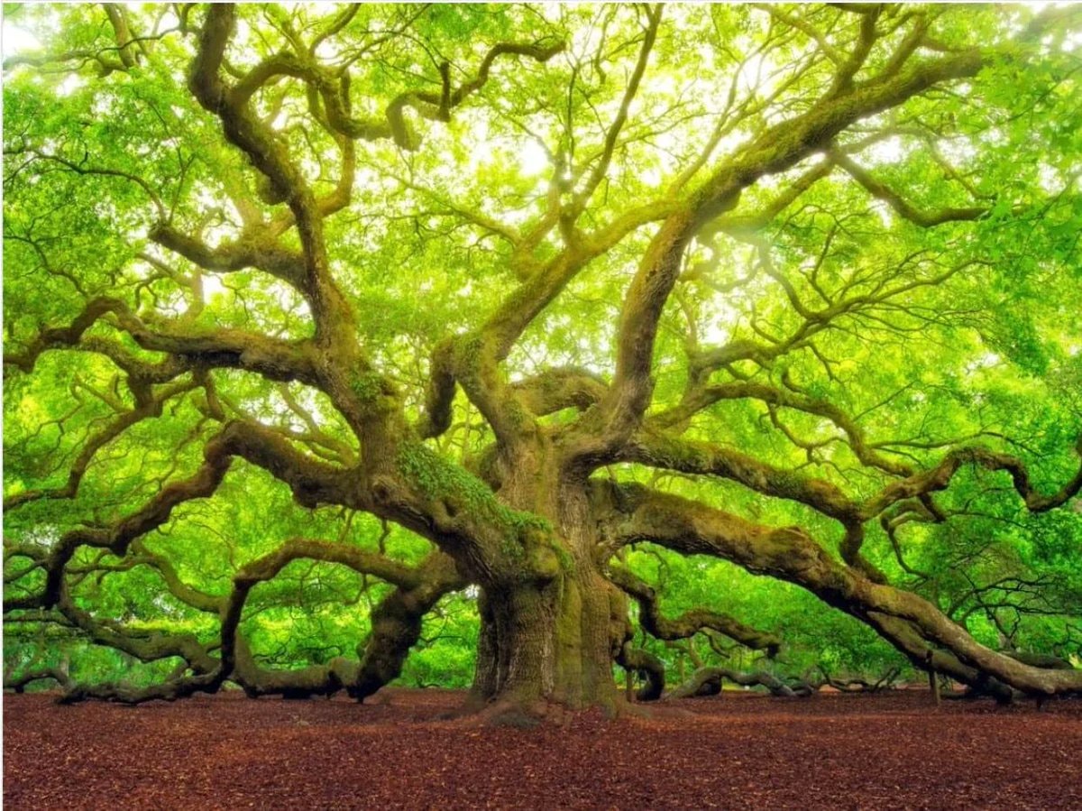 Canadian town recognizes trees as living beings with rights (photo 2 of 2)