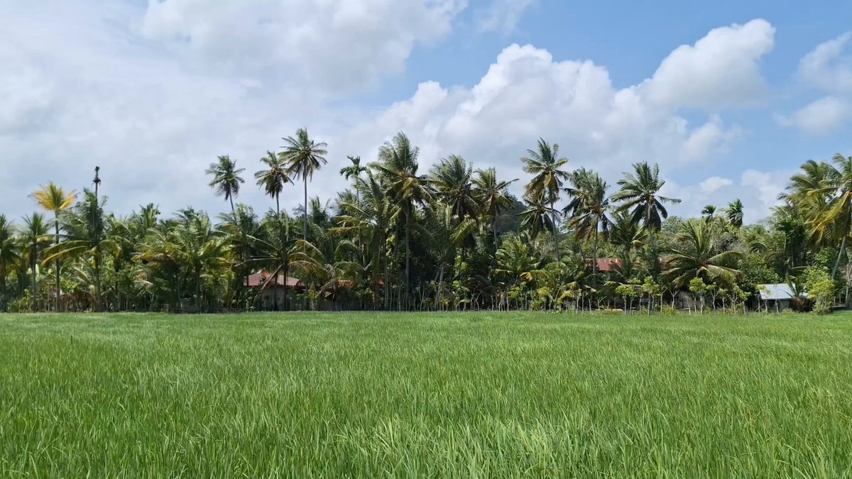 lush green rice paddy morning view