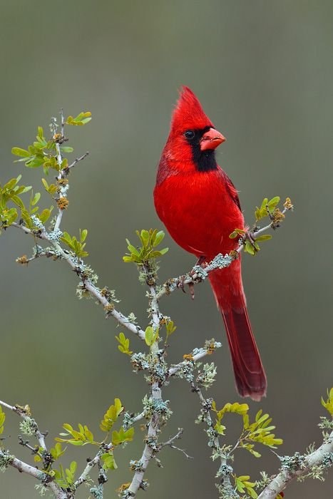 Spring Cardinal Spring Cardinal